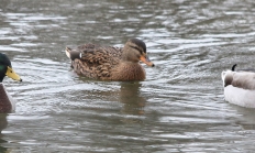 9915_ducks_munsel.jpg Thumbnail