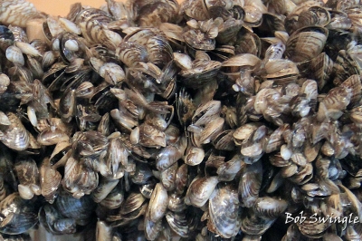 Quagga Mussels